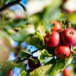 What Atlanta Buyers Should Know When Sourcing Organic Produce From a Wholesale Distributor