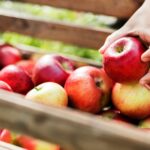 Wholesale Apples in Chattanooga Varieties, Seasons, and What Retail Buyers Should Order