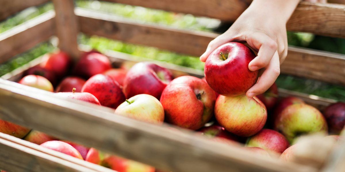 Wholesale Apples in Chattanooga Varieties, Seasons, and What Retail Buyers Should Order