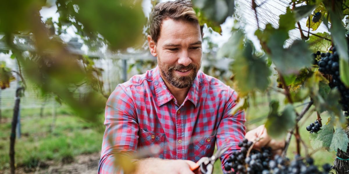Scuppernongs, Muscadines, and Table Grapes Wholesale Grape Buying Guide for Tennessee
