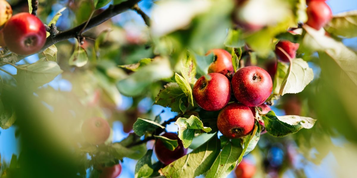 What Atlanta Buyers Should Know When Sourcing Organic Produce From a Wholesale Distributor