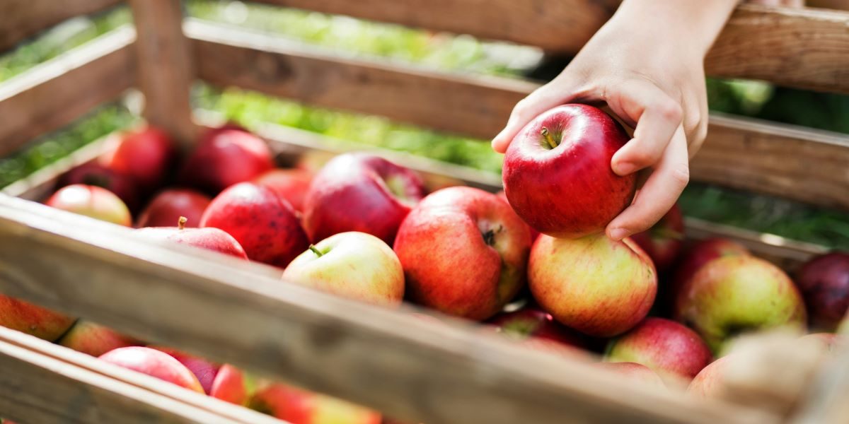 Wholesale Apples in Chattanooga Varieties, Seasons, and What Retail Buyers Should Order