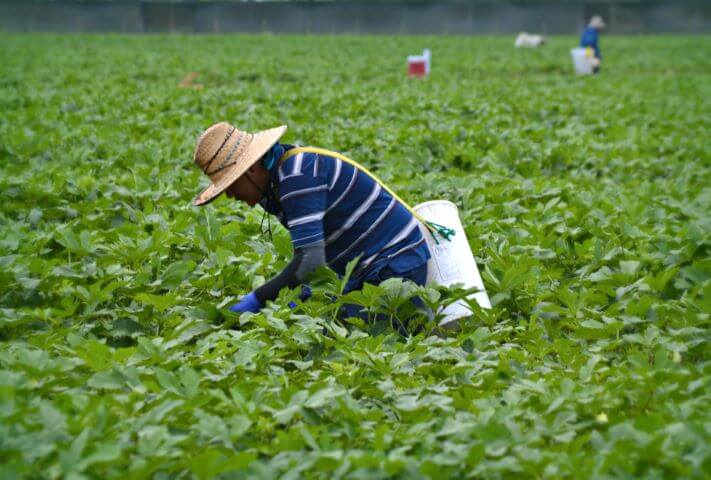 man picking vegetables